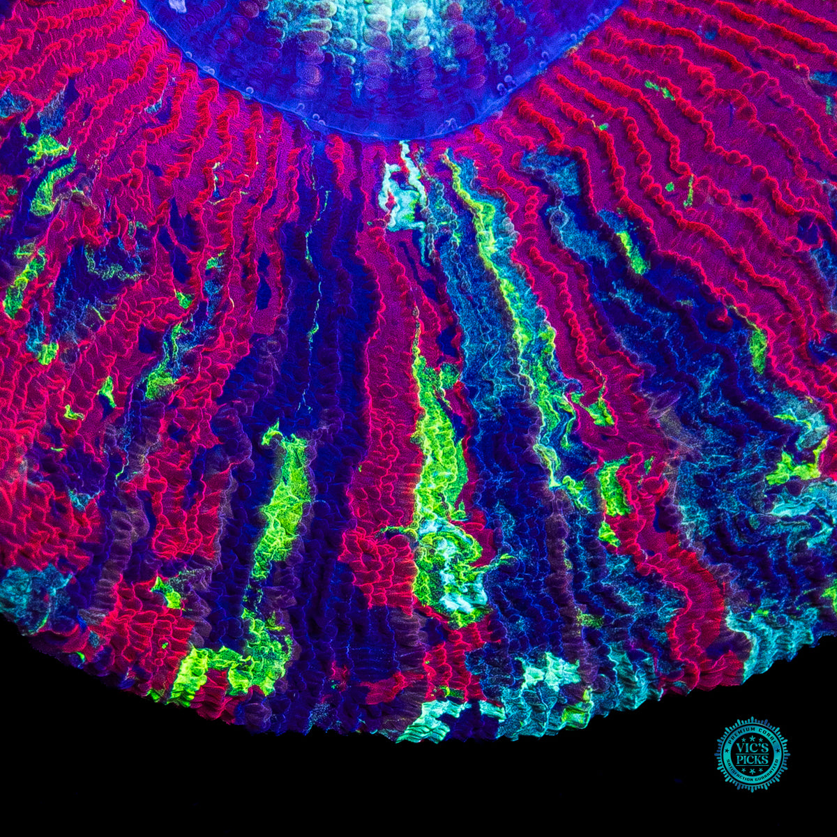 Rocket Power Trachyphyllia