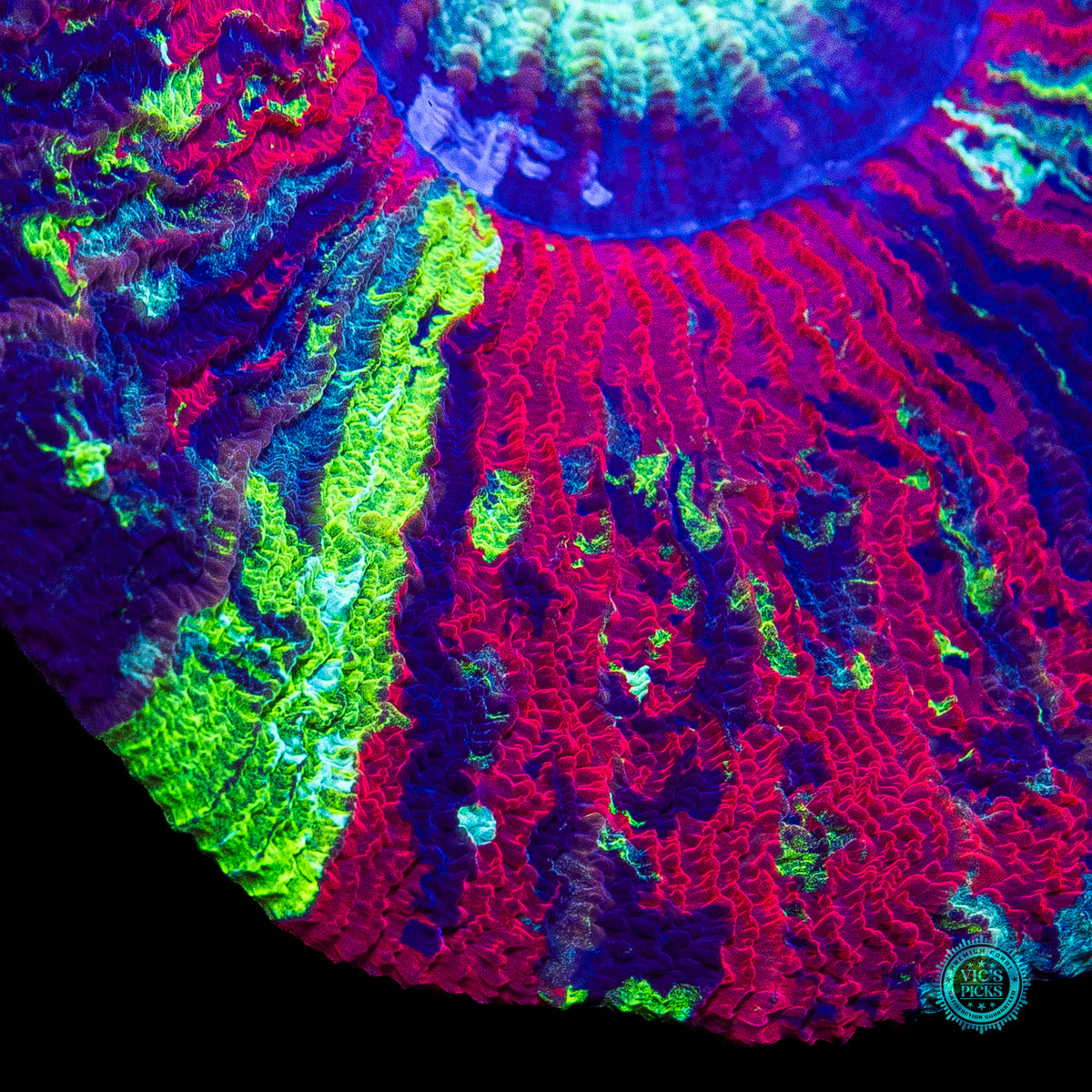 Rocket Power Trachyphyllia