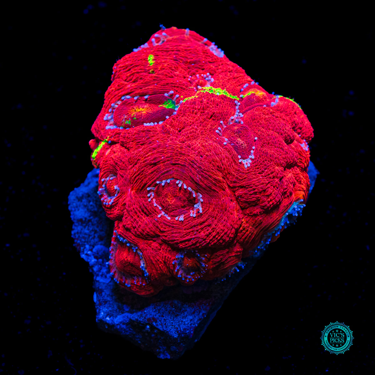 Aquacultured Electric Cherry Pie Bowerbanki