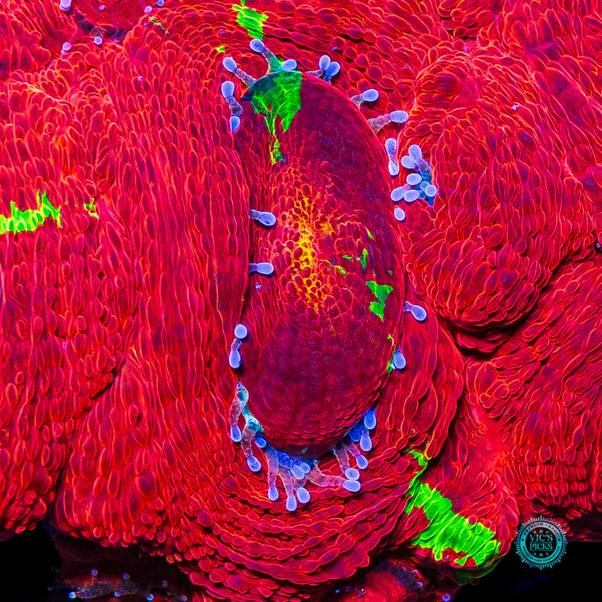 Aquacultured Electric Cherry Pie Bowerbanki