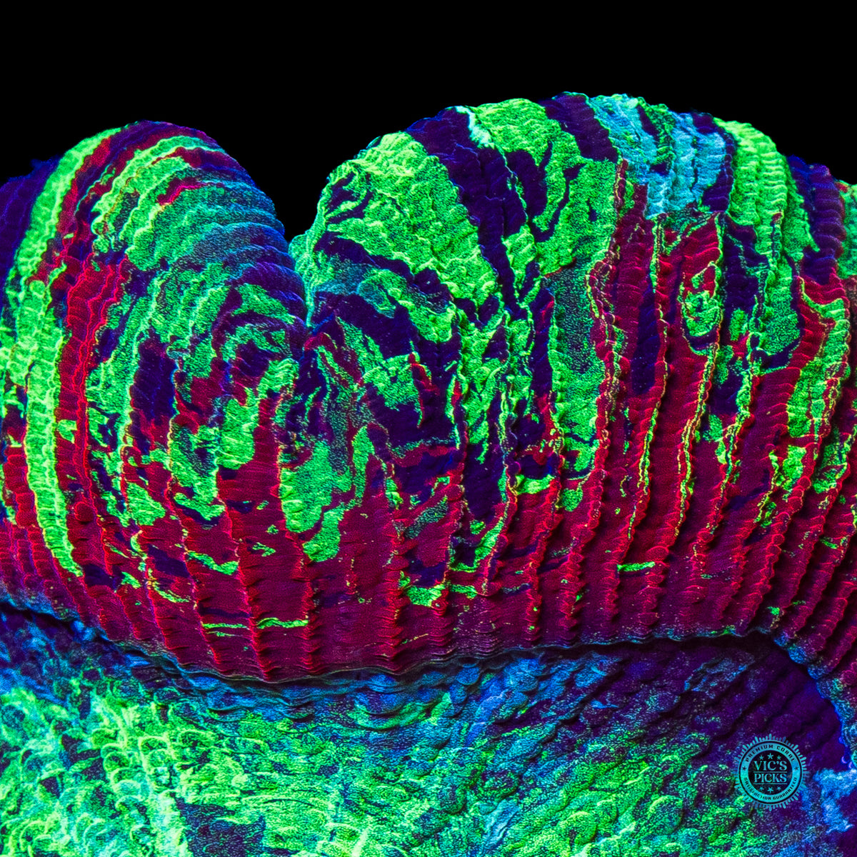 Perfect Storm Trachyphyllia