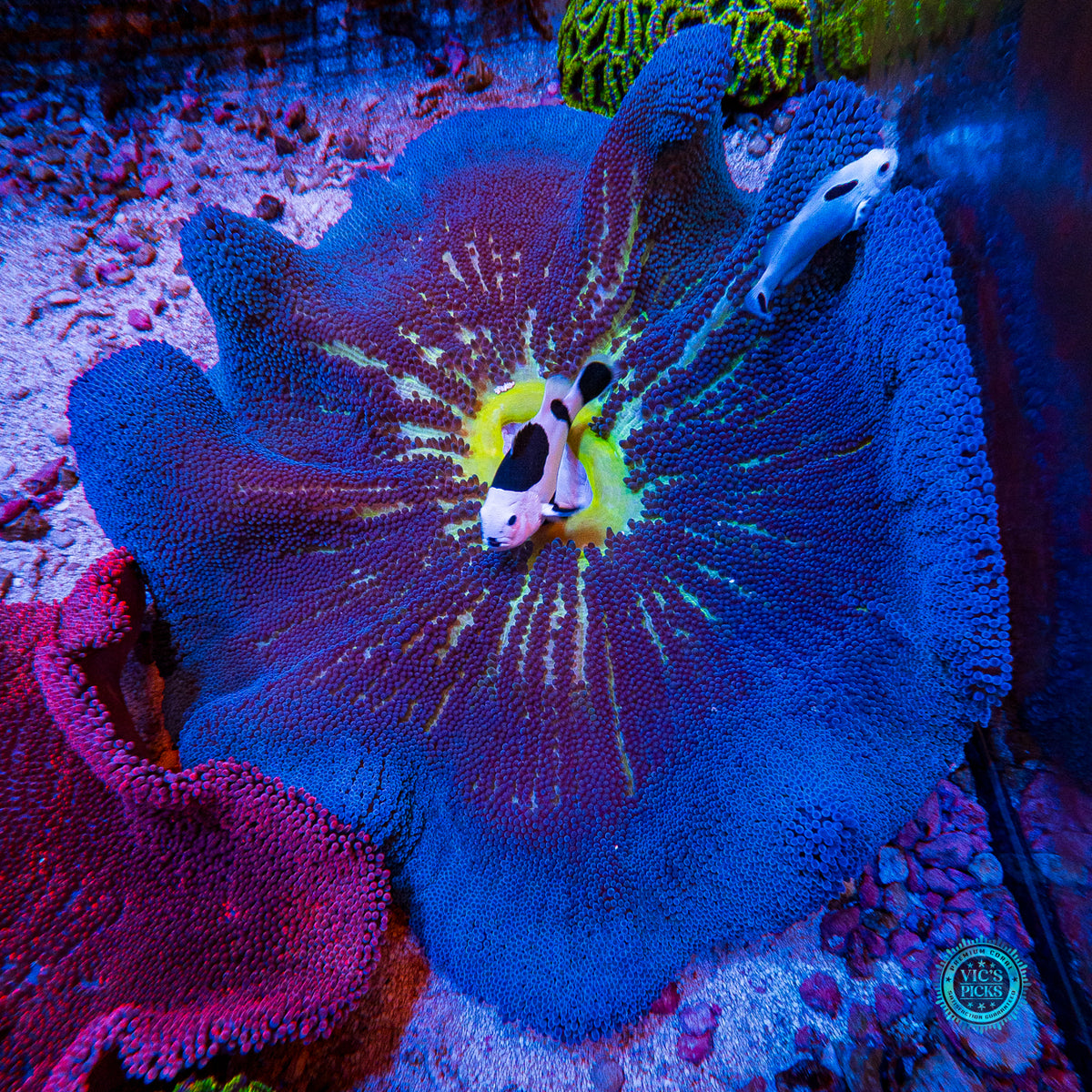 Jumbo Sapphire Blue Carpet Anemone