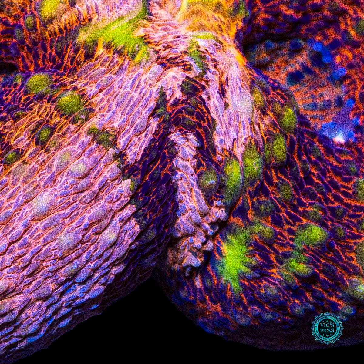 Peach Passion Lobophyllia