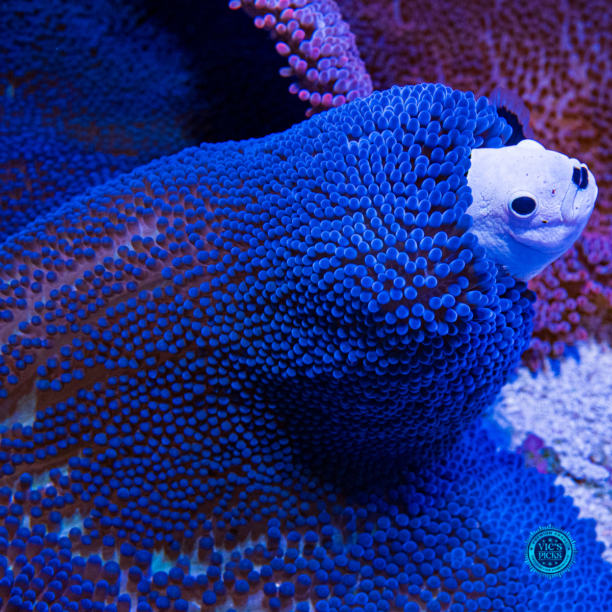 Jumbo Sapphire Blue Carpet Anemone
