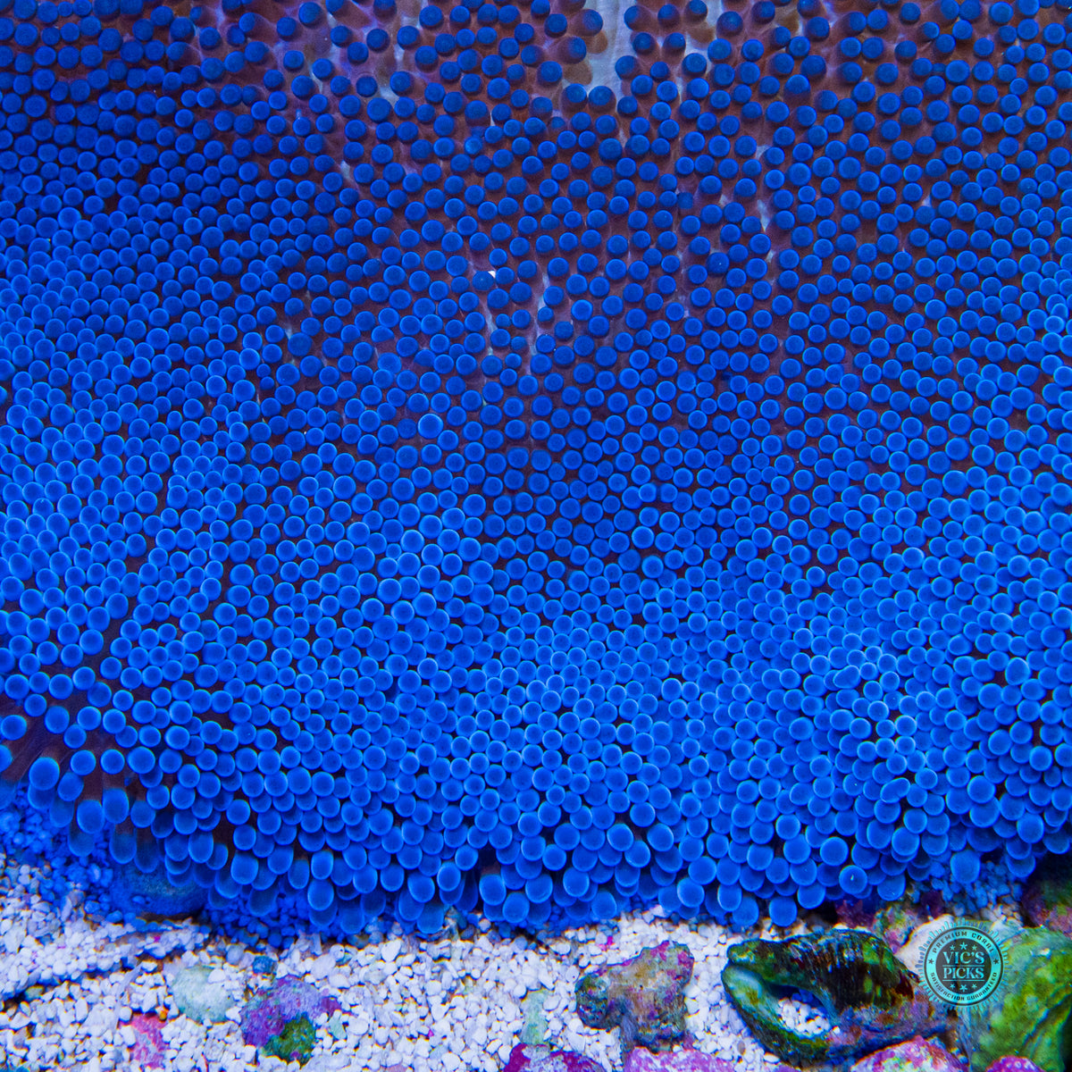 Jumbo Sapphire Blue Carpet Anemone