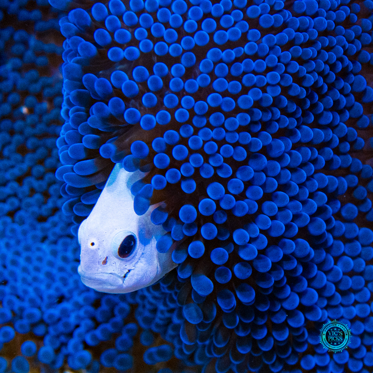 Jumbo Sapphire Blue Carpet Anemone