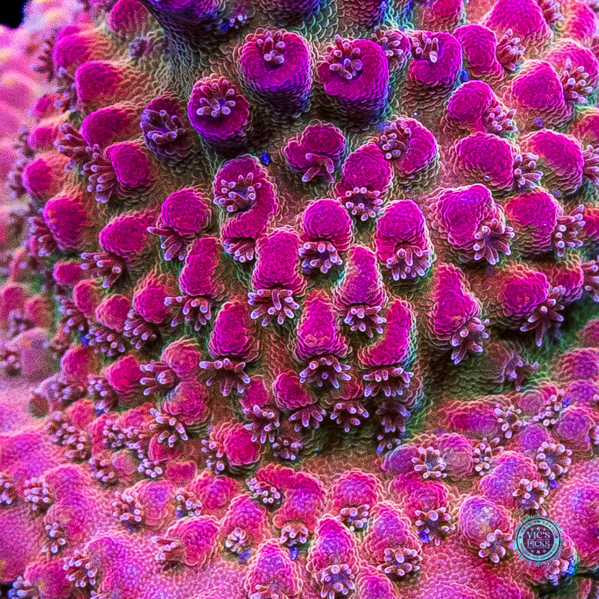 GWS Arcoiris Acropora