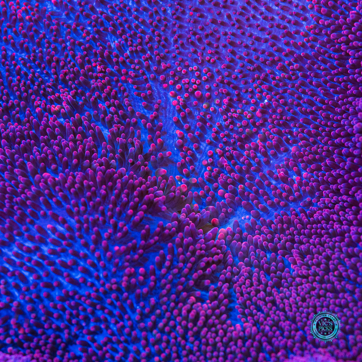 Mauvelous Carpet Anemone