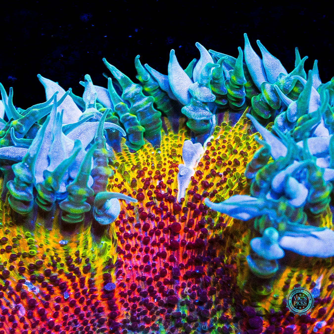Solar Explosion Flower Anemone
