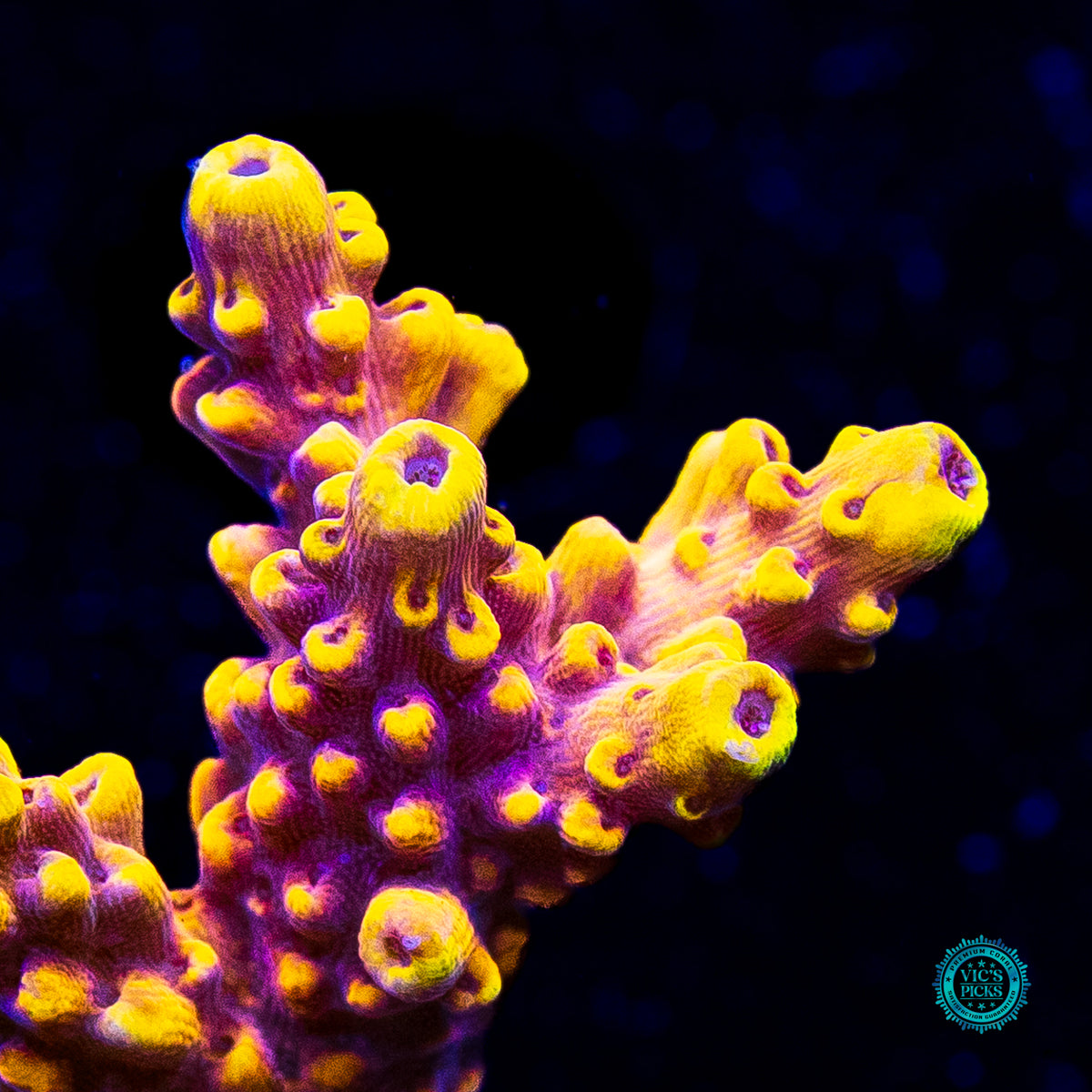 WWC Yellow Fever Acropora