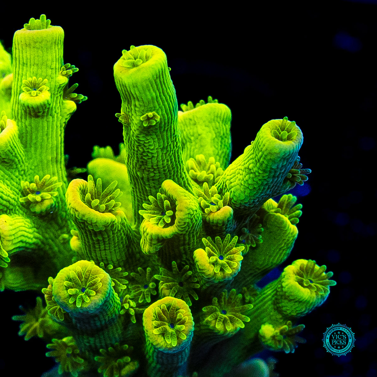 WWC Ninja Turtle Tenuis Acropora