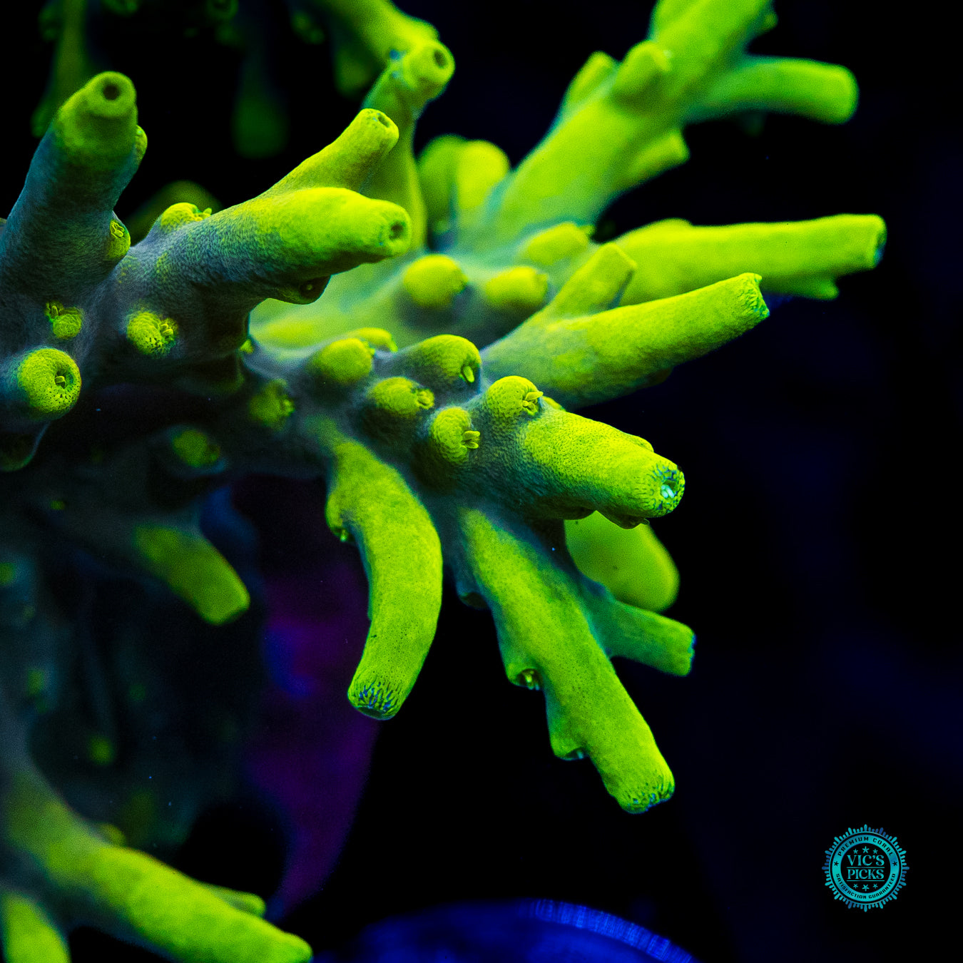 XXL WWC Yodaz Acropora