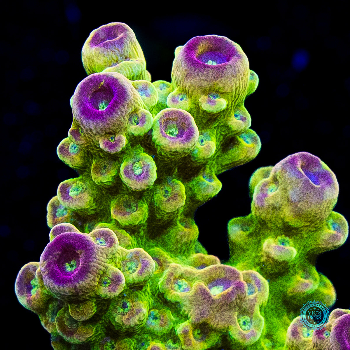 WWC Captain Caveman Acropora