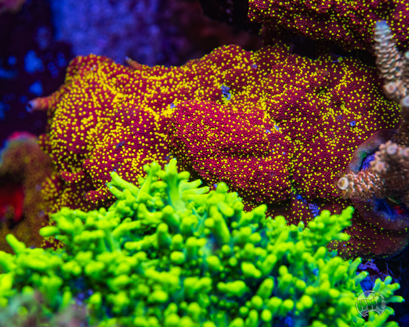 CC Habanero Montipora Coral