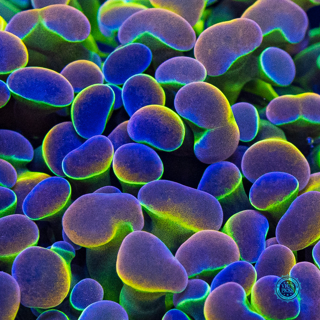 Holy Grail Branching Hammer