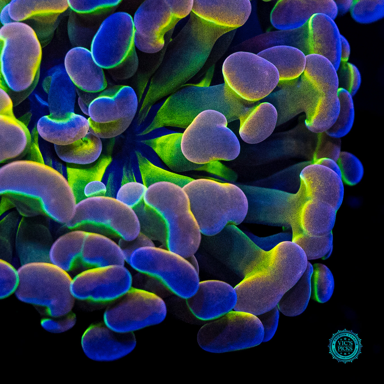 Holy Grail Branching Hammer