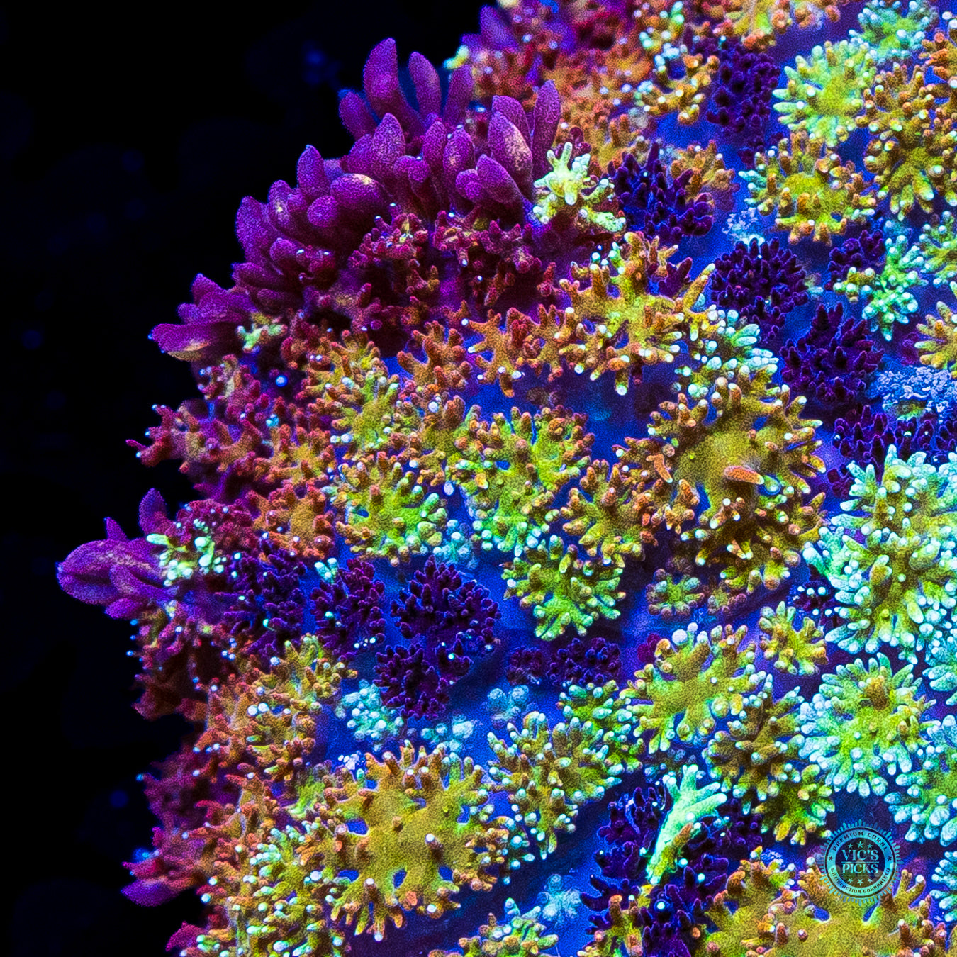 Shangri La Carpet Mushroom