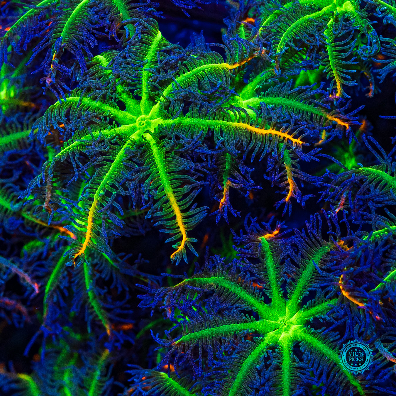 XXXL WWC High Voltage Clove Polyps