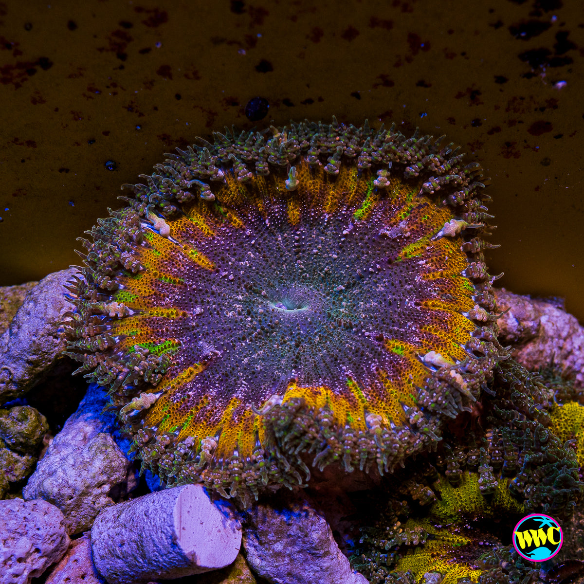 Galactic Inferno Flower Anemone