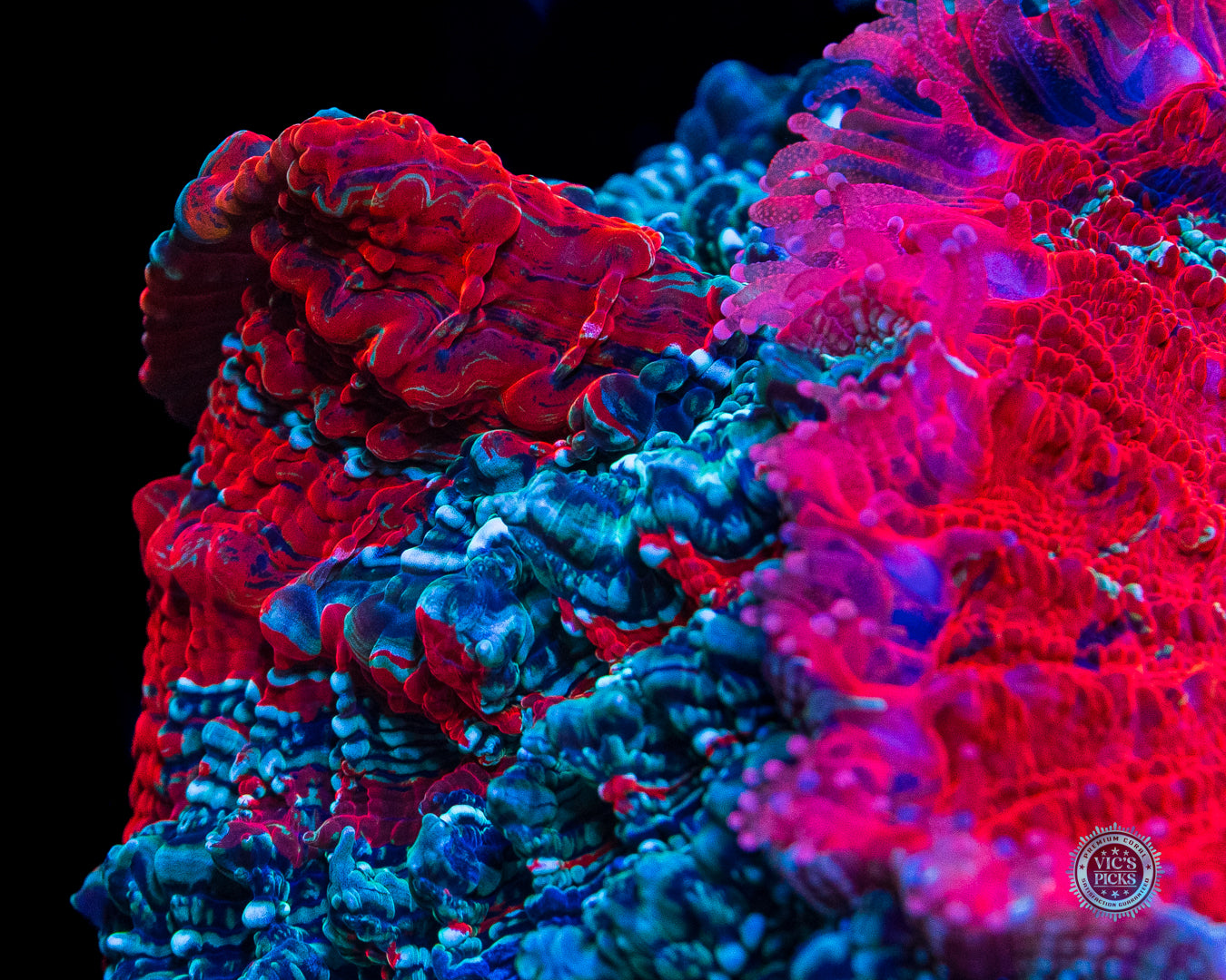 Enchanted Acanthophyllia