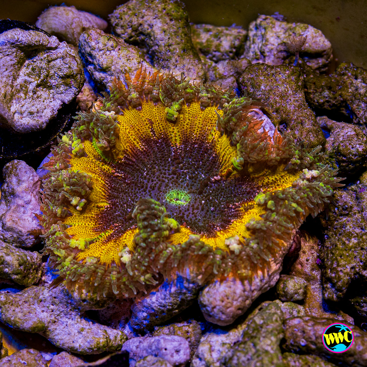 Mango Madness Flower Anemone