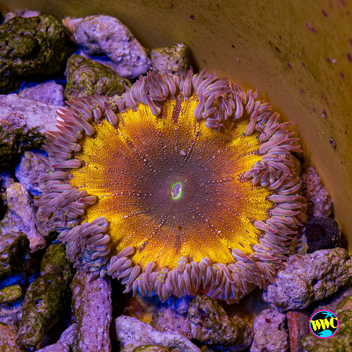 Event Horizon Flower Anemone