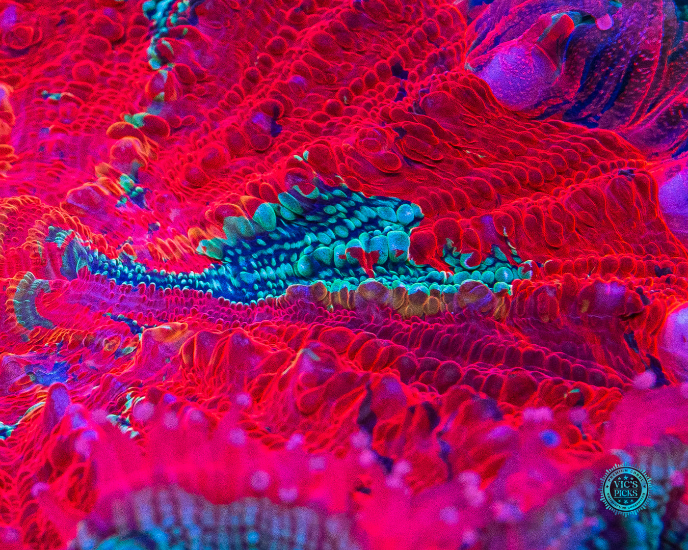 Enchanted Acanthophyllia