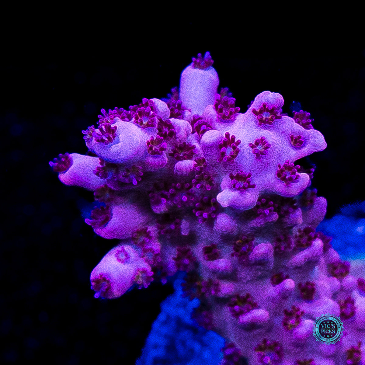 WWC French Tickler Acropora