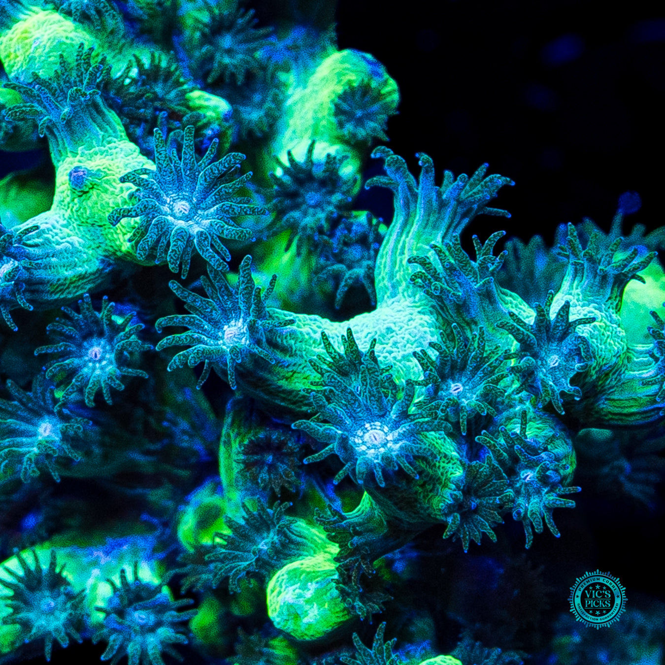 XXL UC Eternal Branching Cyphastrea