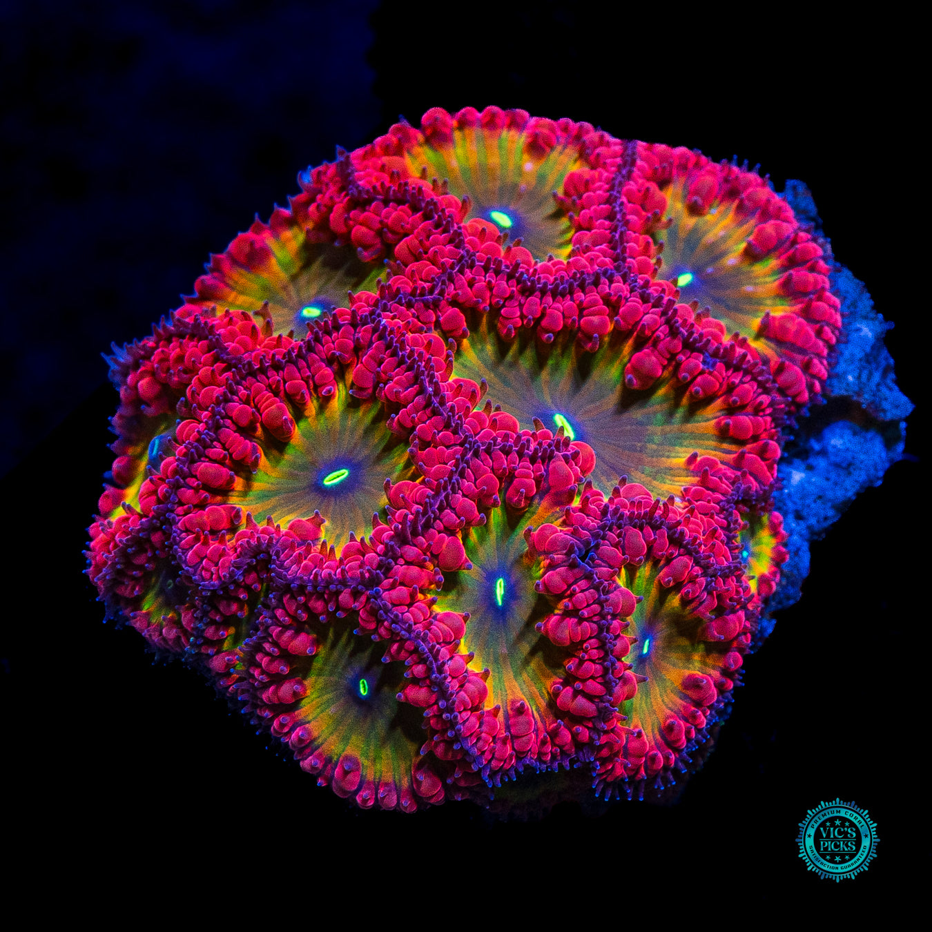 WWC Rainbow Blastomussa