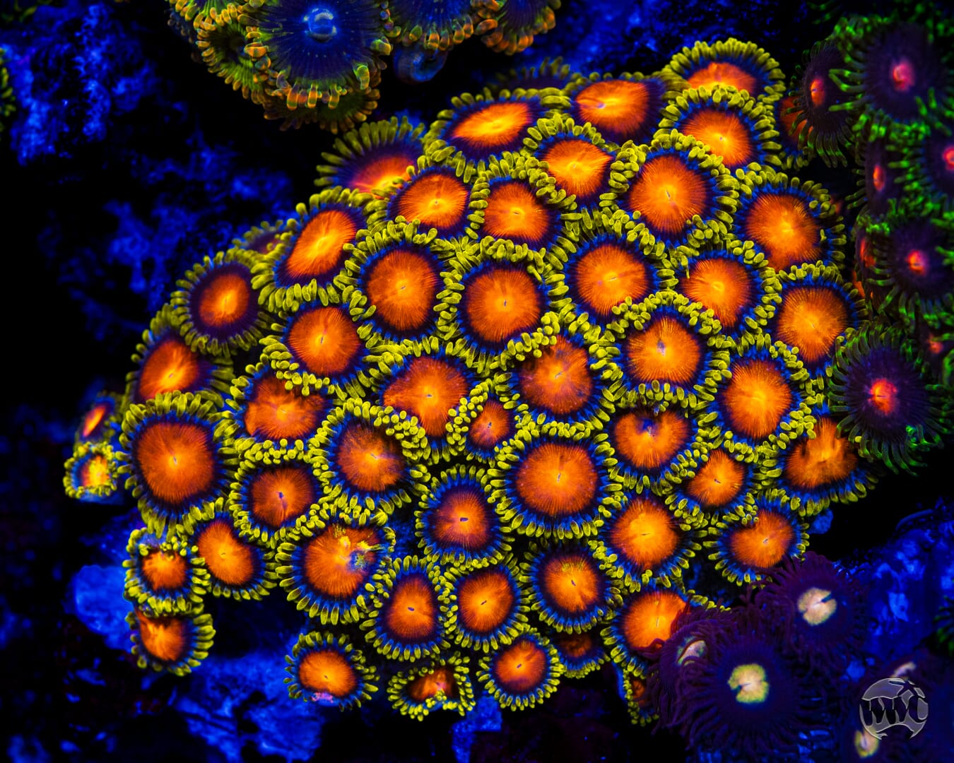 Dragon Eye Zoanthids - Mother Colony Photo