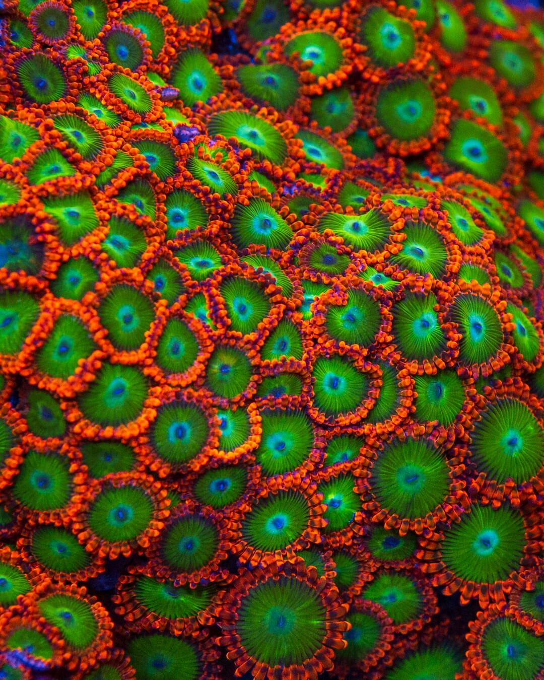 Electric Oompa Loompa Zoanthids - Mother Colony