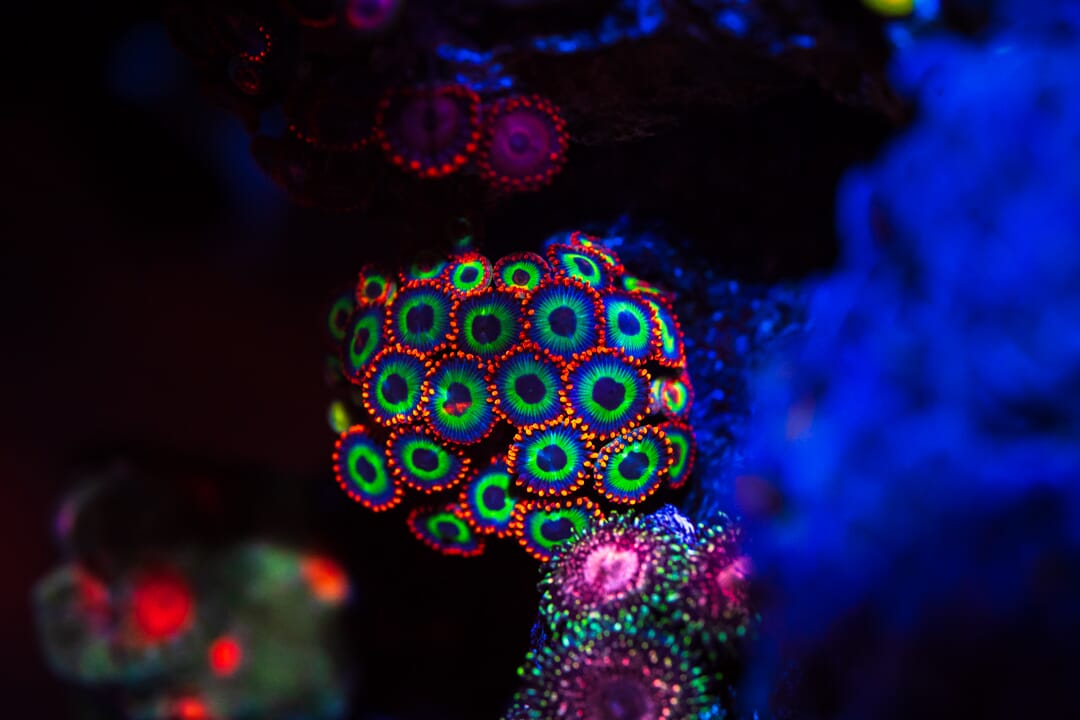 Emeralds on Fire Zoanthids