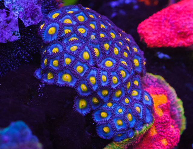 WWC AOI Zoanthids - Mother Colony