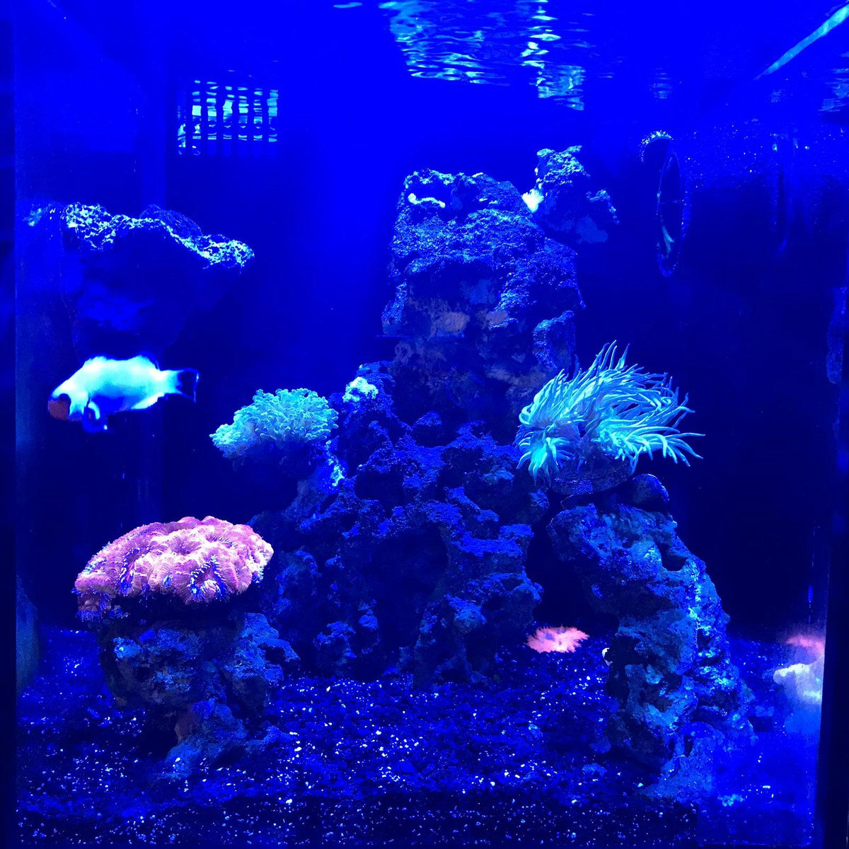 Kessil A80 Tuna Blue LED Aquarium Light