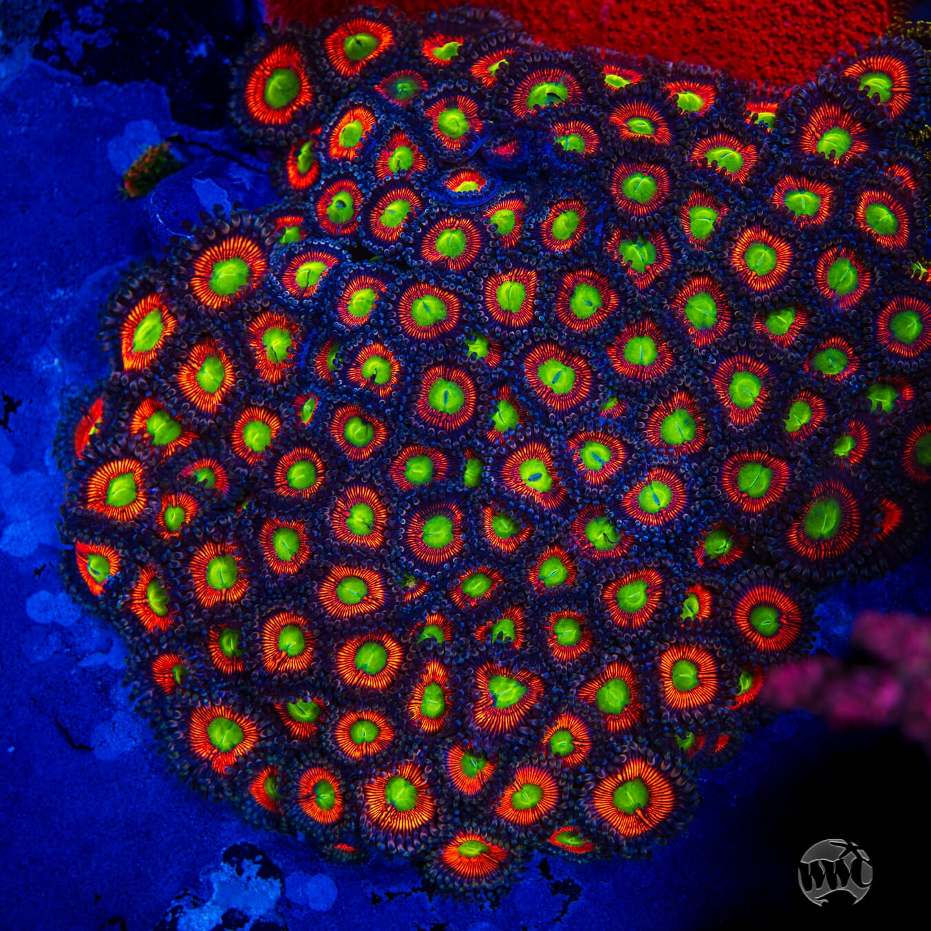 Everlasting Gobstopper Zoanthids - Mother Colony