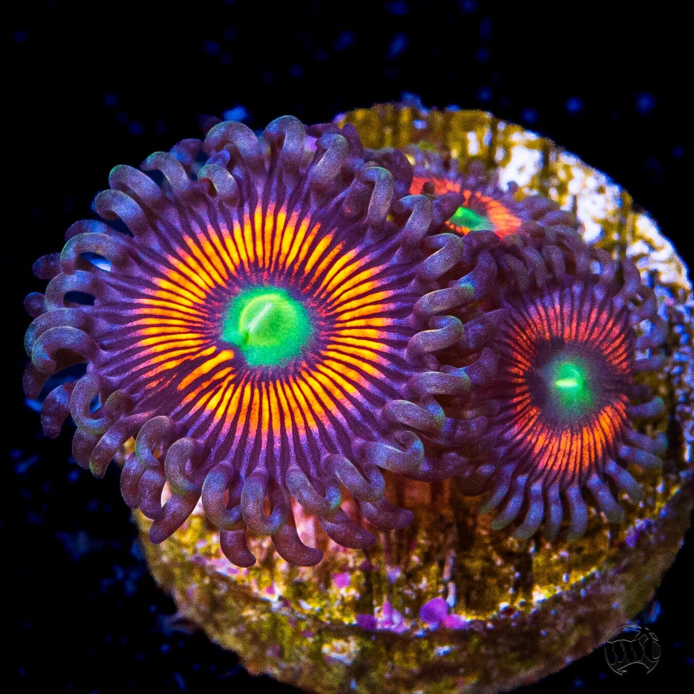 Everlasting Gobstopper Zoanthids