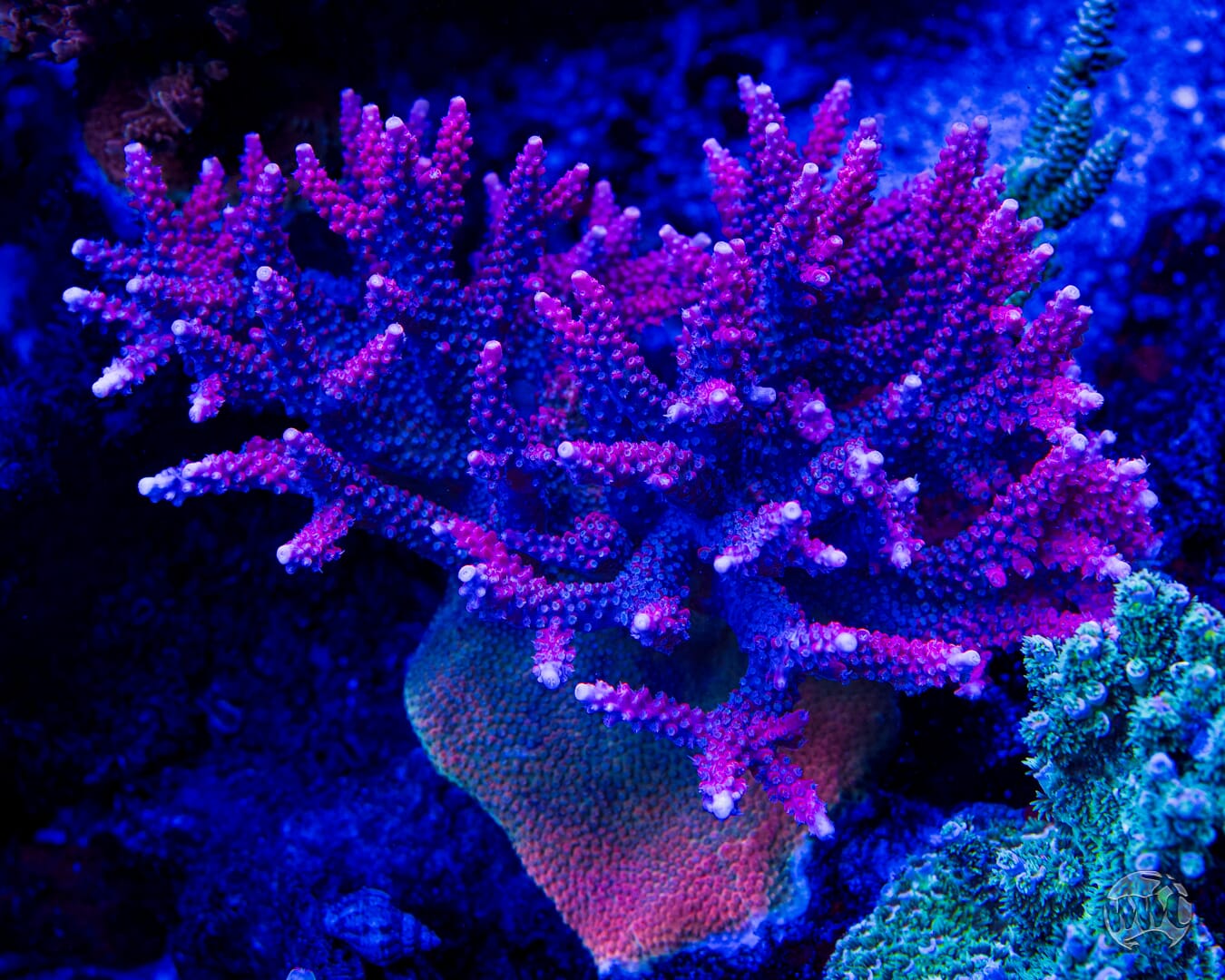 Frag Farmer Red Robin Acropora