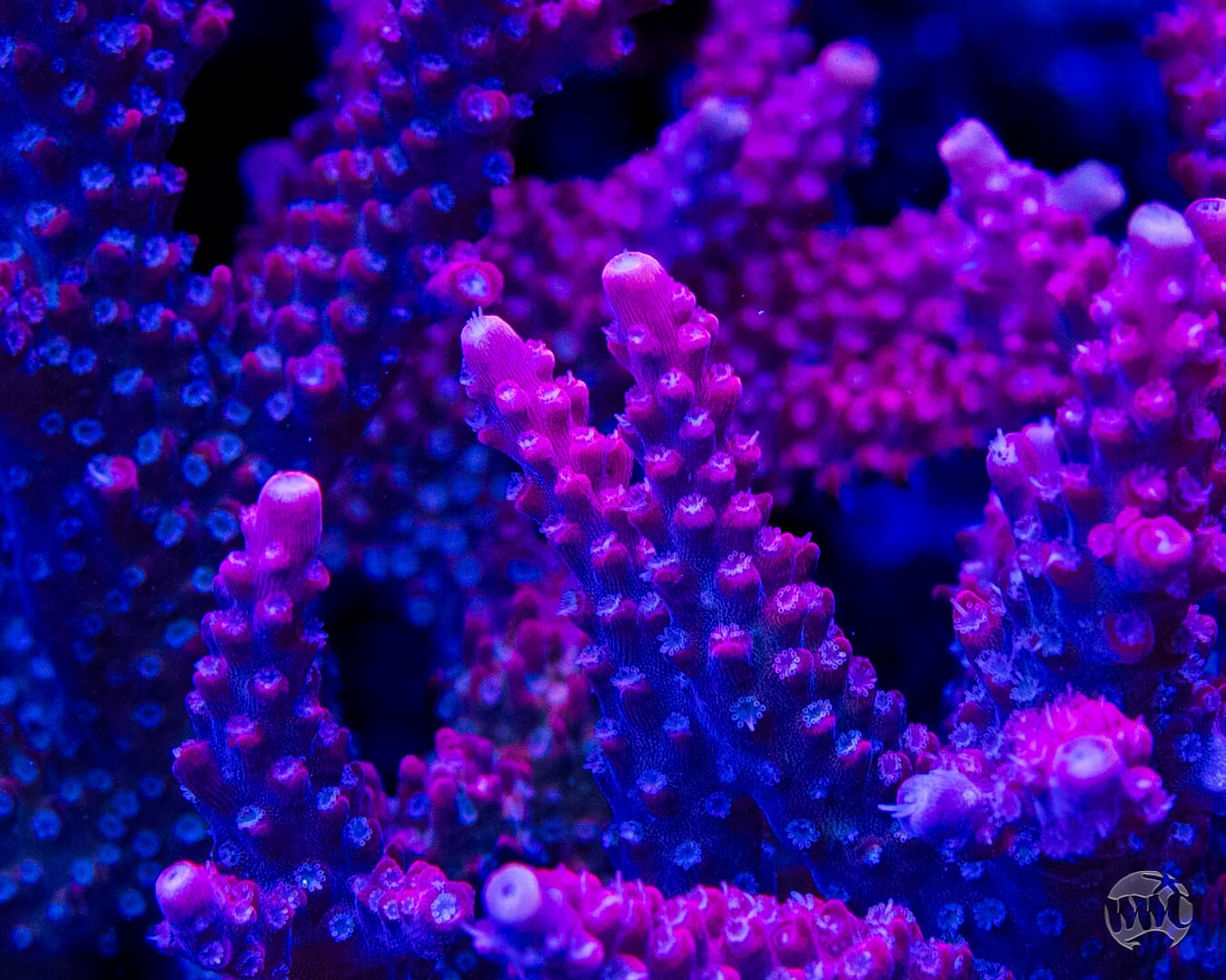 Frag Farmer Red Robin Acropora