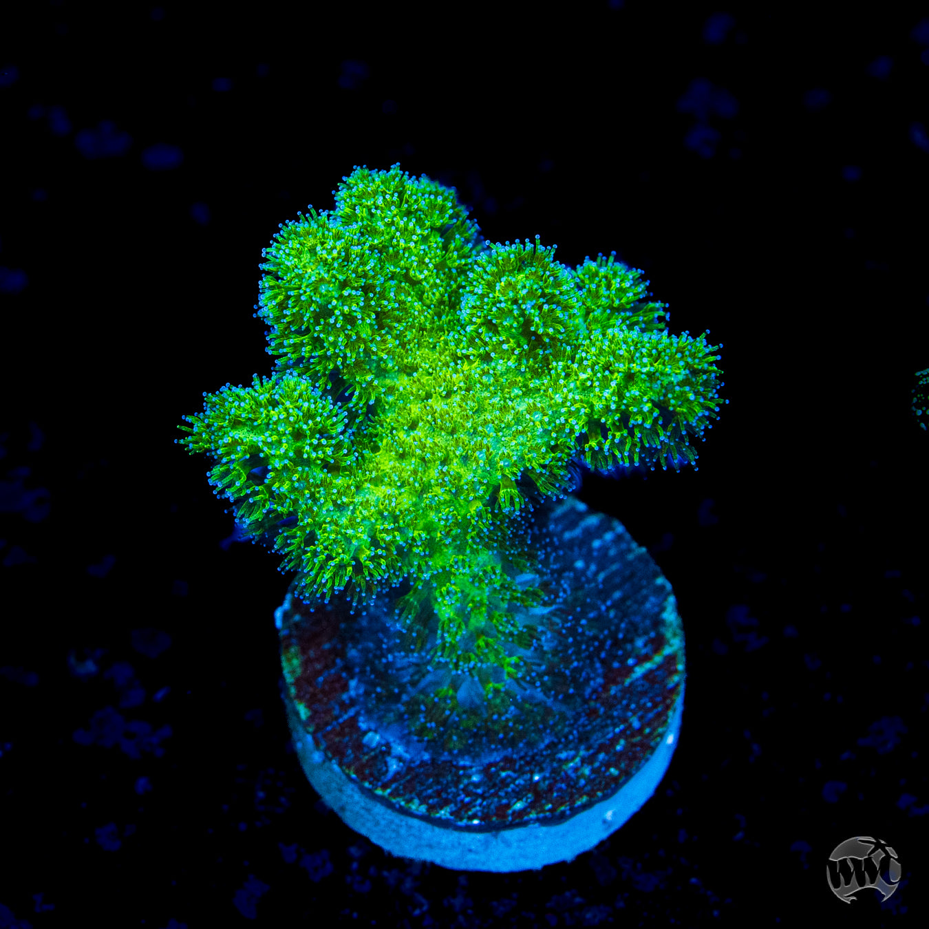 WWC Fantasy Island Birdsnest Coral