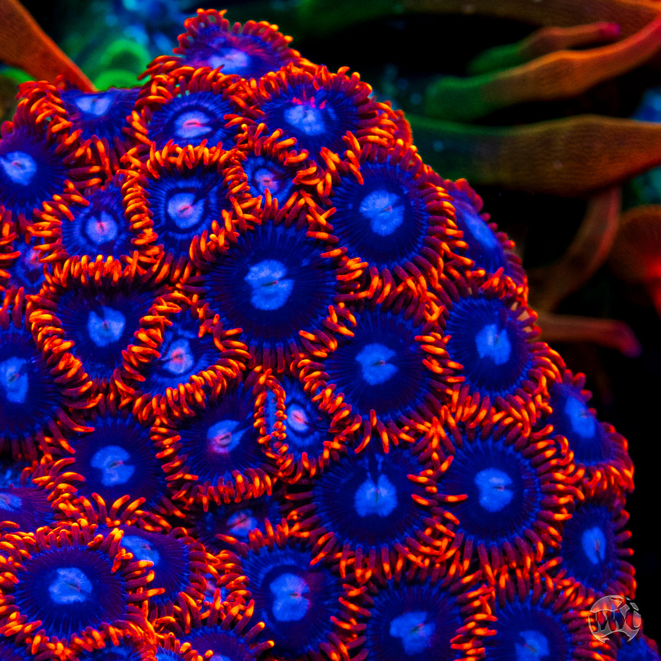 Fire and Ice Zoanthids