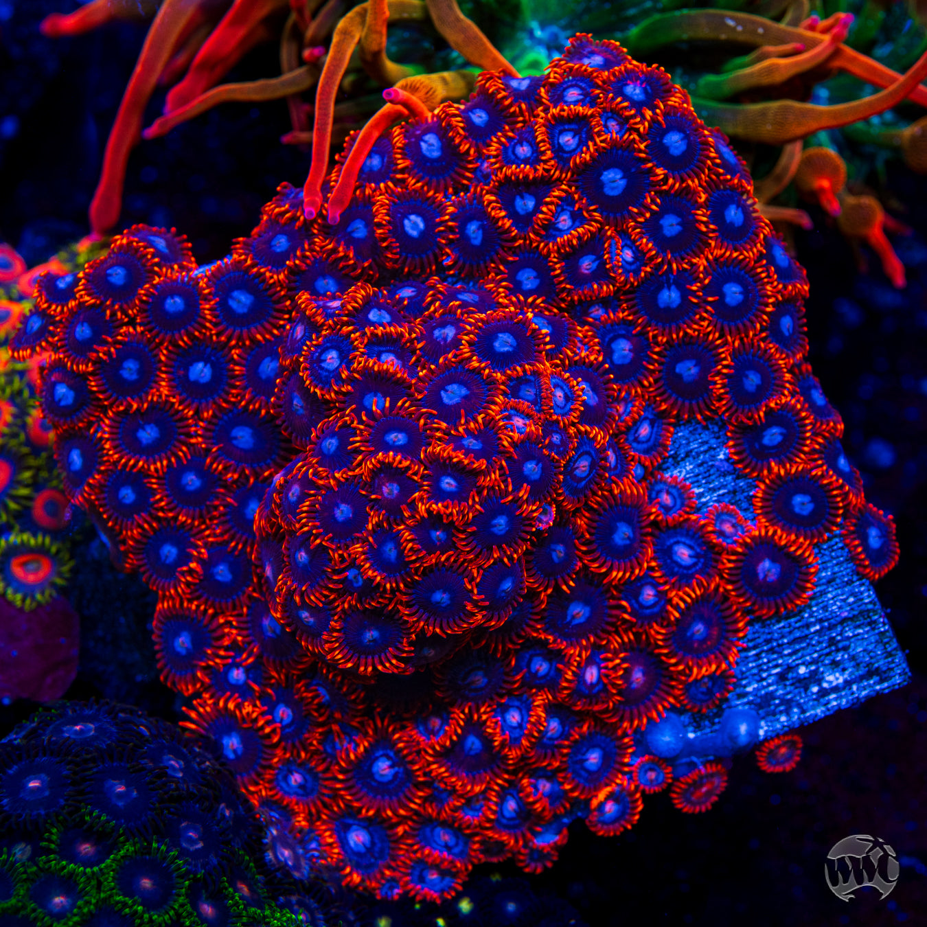 Fire and Ice Zoanthids