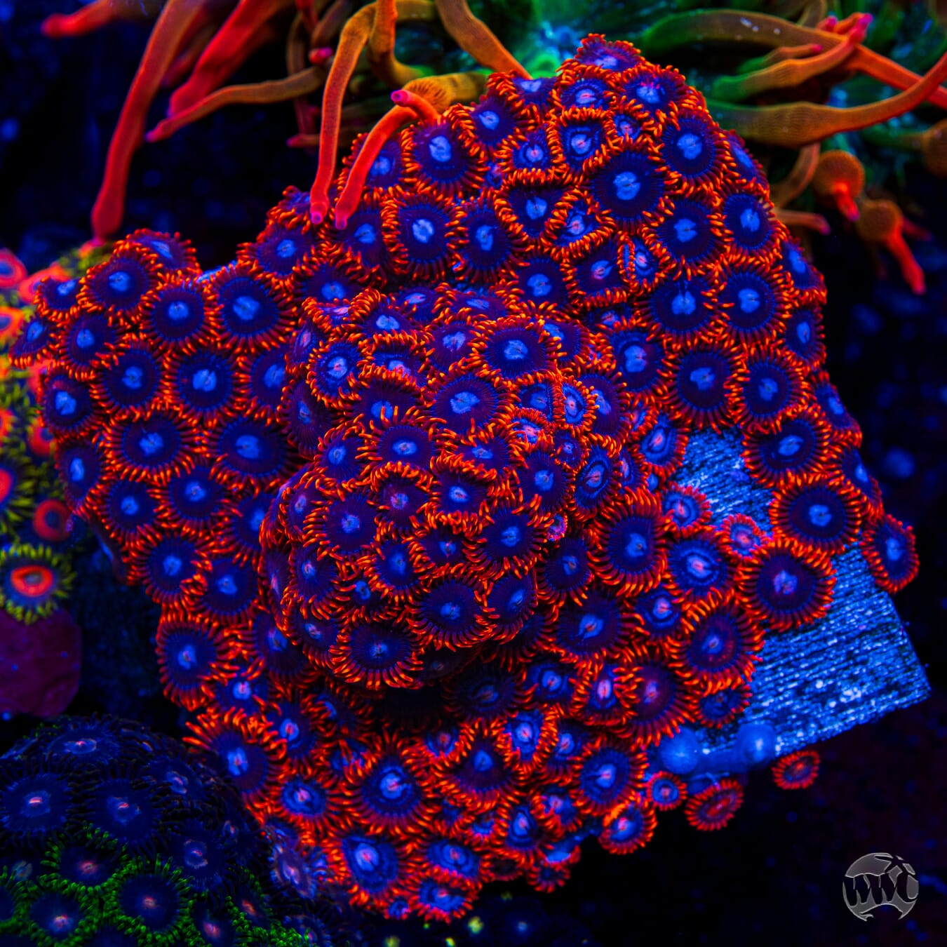 Fire and Ice Zoanthids - Mother Colony Photo