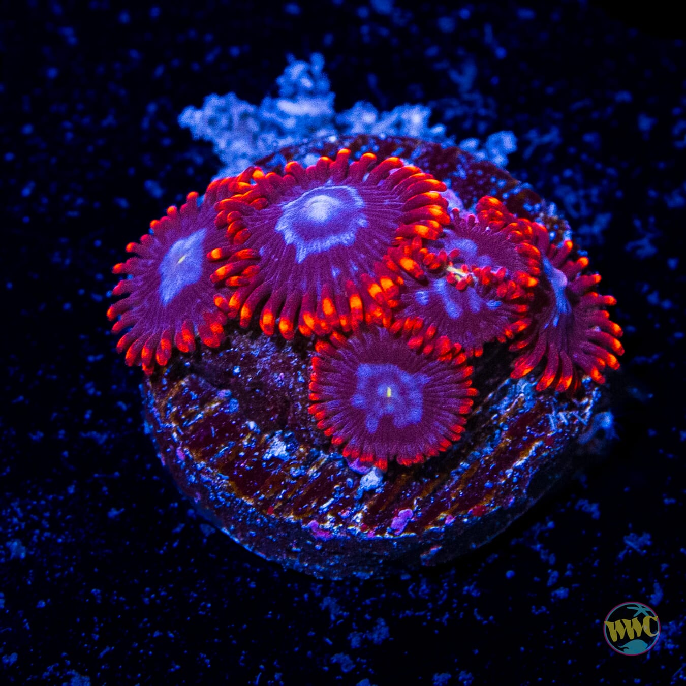 Fire and Ice Zoanthids