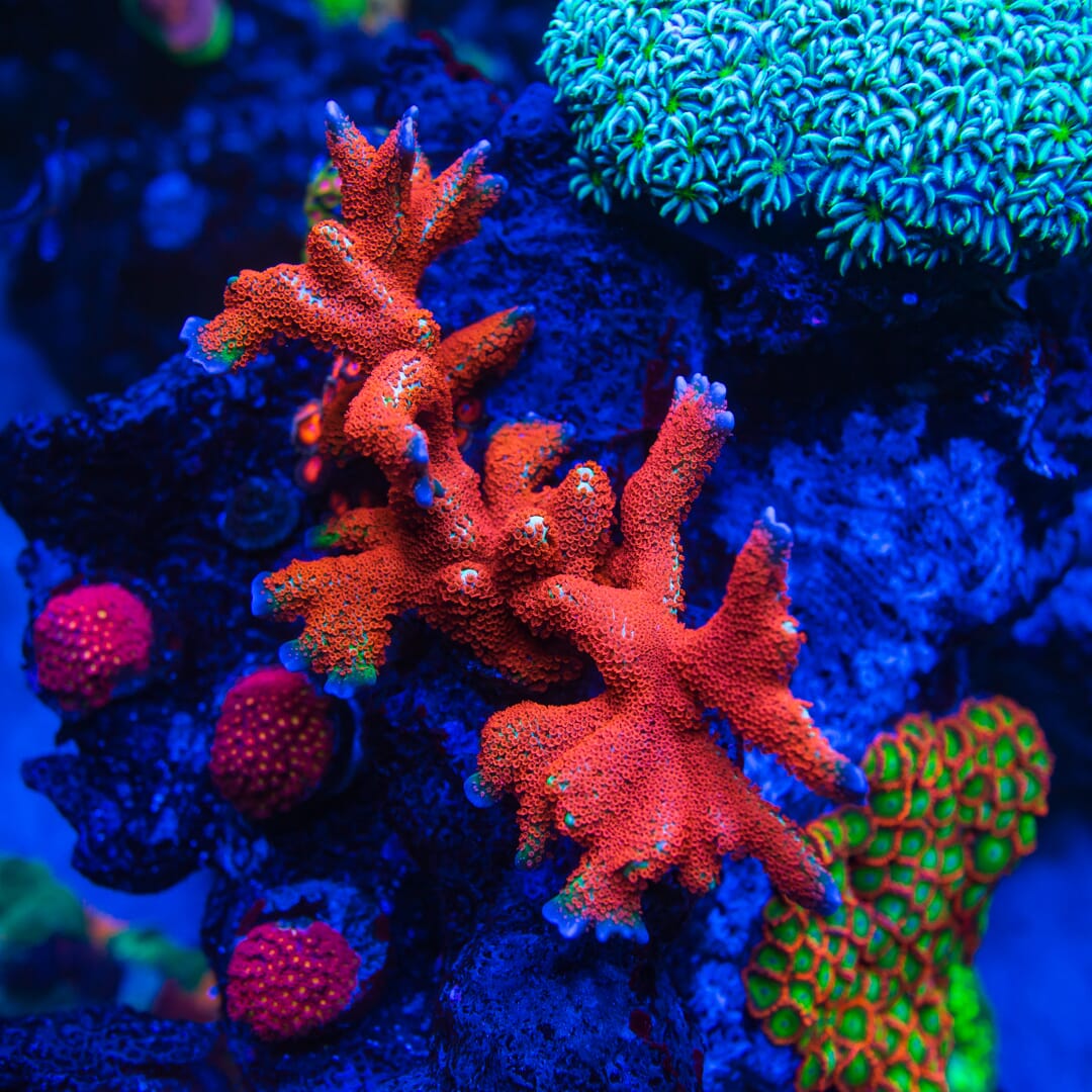Forest Fire Digitata Montipora Coral