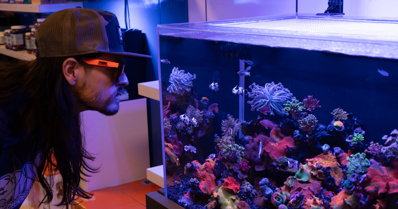 Person looking at a vibrant aquarium with colorful coral and fish