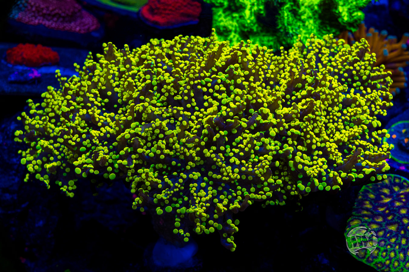 Glowbug Branching Frogspawn