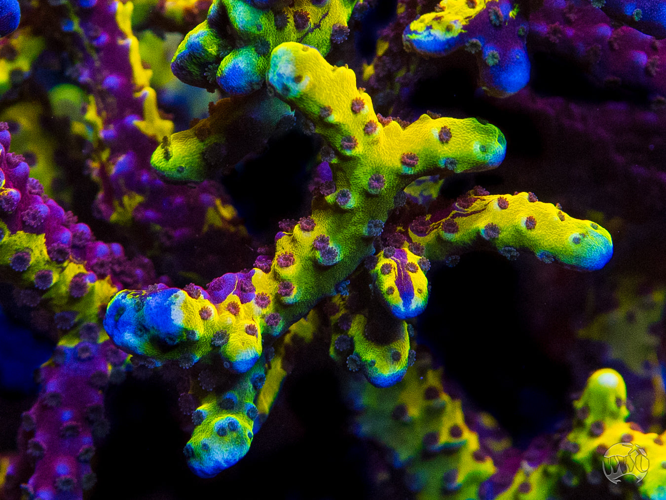 Grafted Goldenrod Anacropora Coral