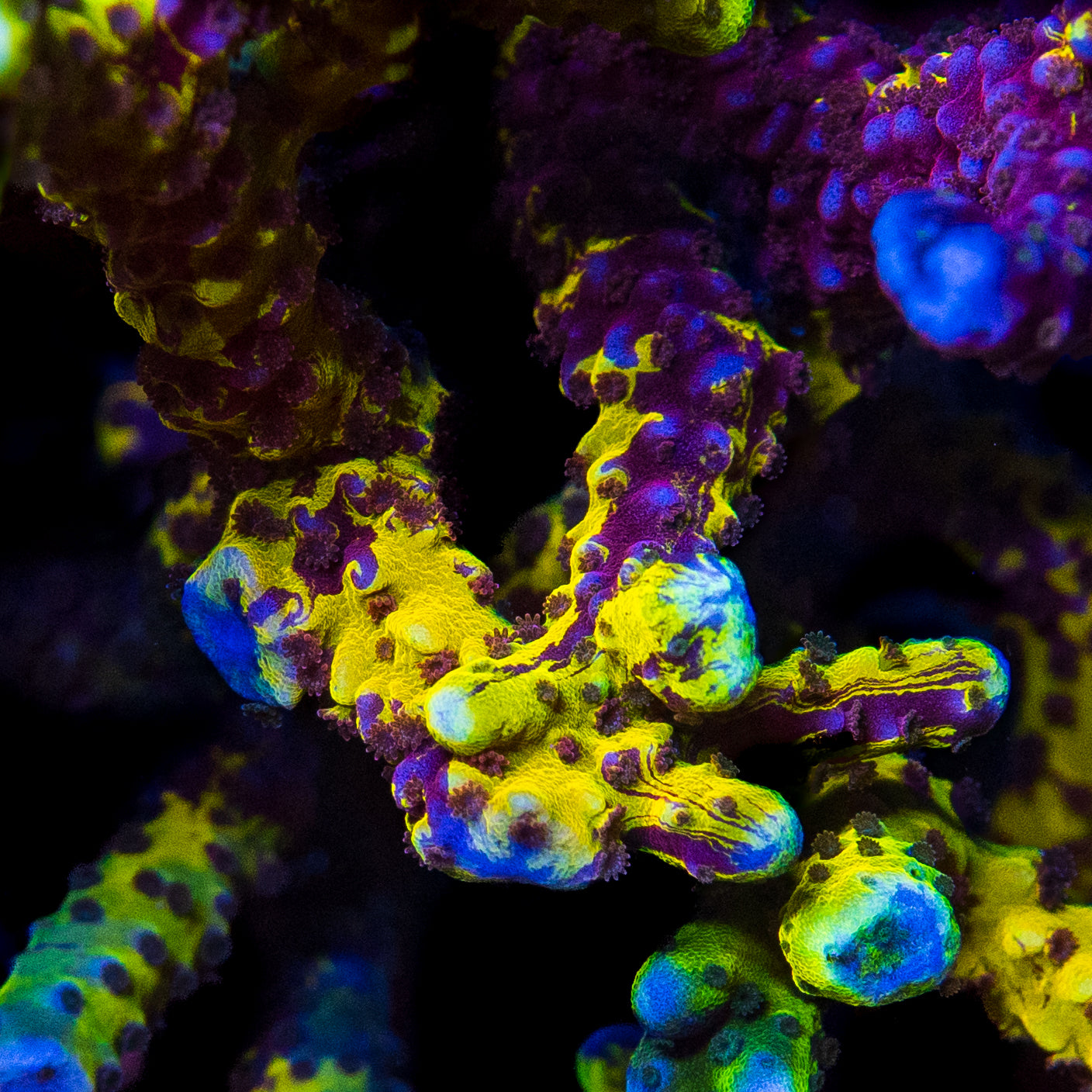 Grafted Goldenrod Anacropora Coral