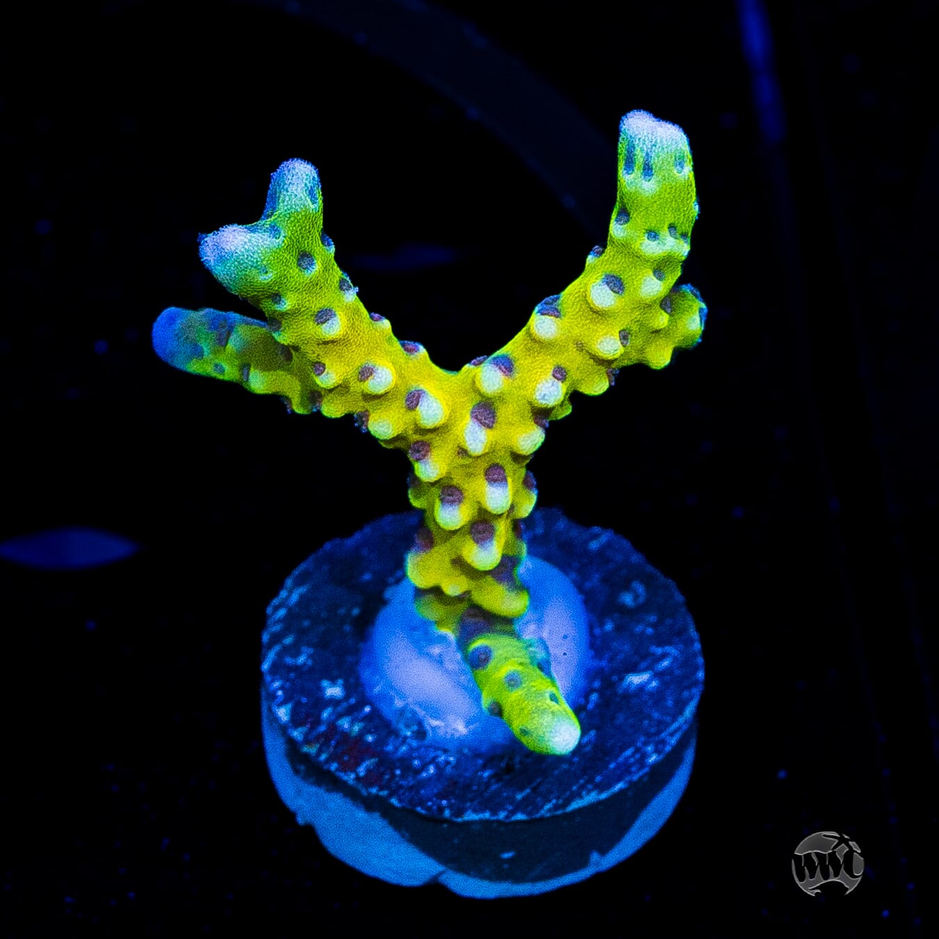 Goldenrod Anacropora